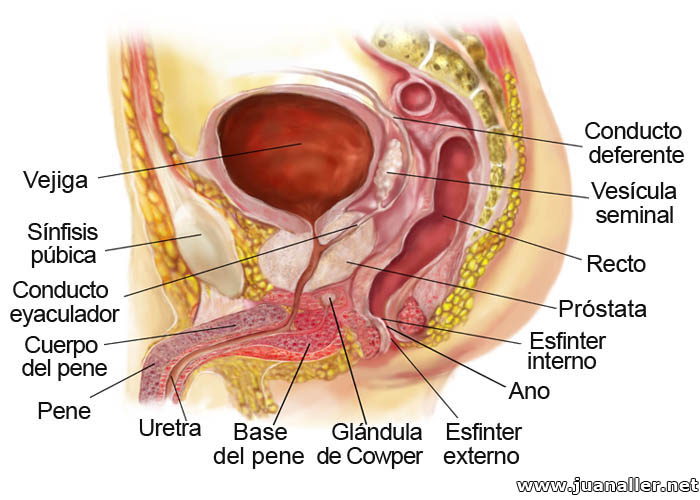 esterilizacion masculina y femenina pdf