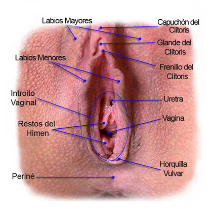 Resultado de imagem para VAGINA REAL