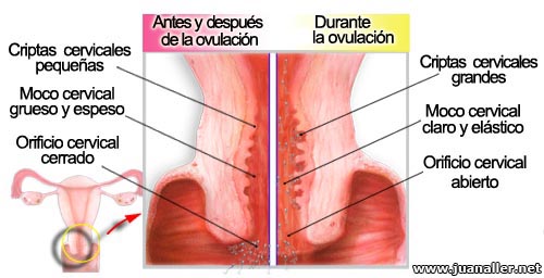 que hacer para nauseas embarazo