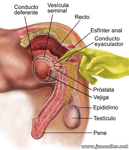 Penetracion Anal Hombre 57